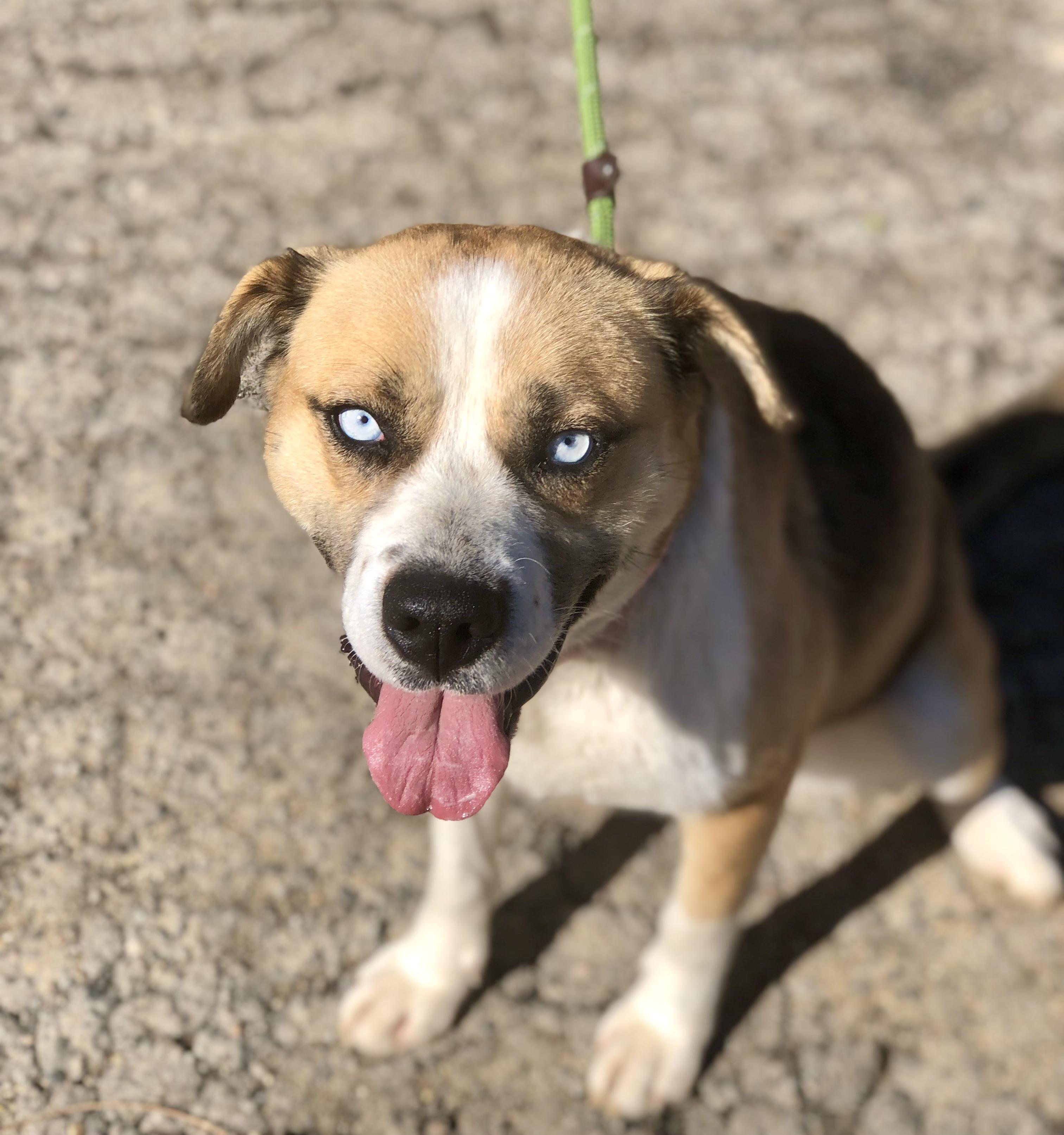 Enlarge Aurora, an adopted mixed breed in Petersburg, VA image 2/6