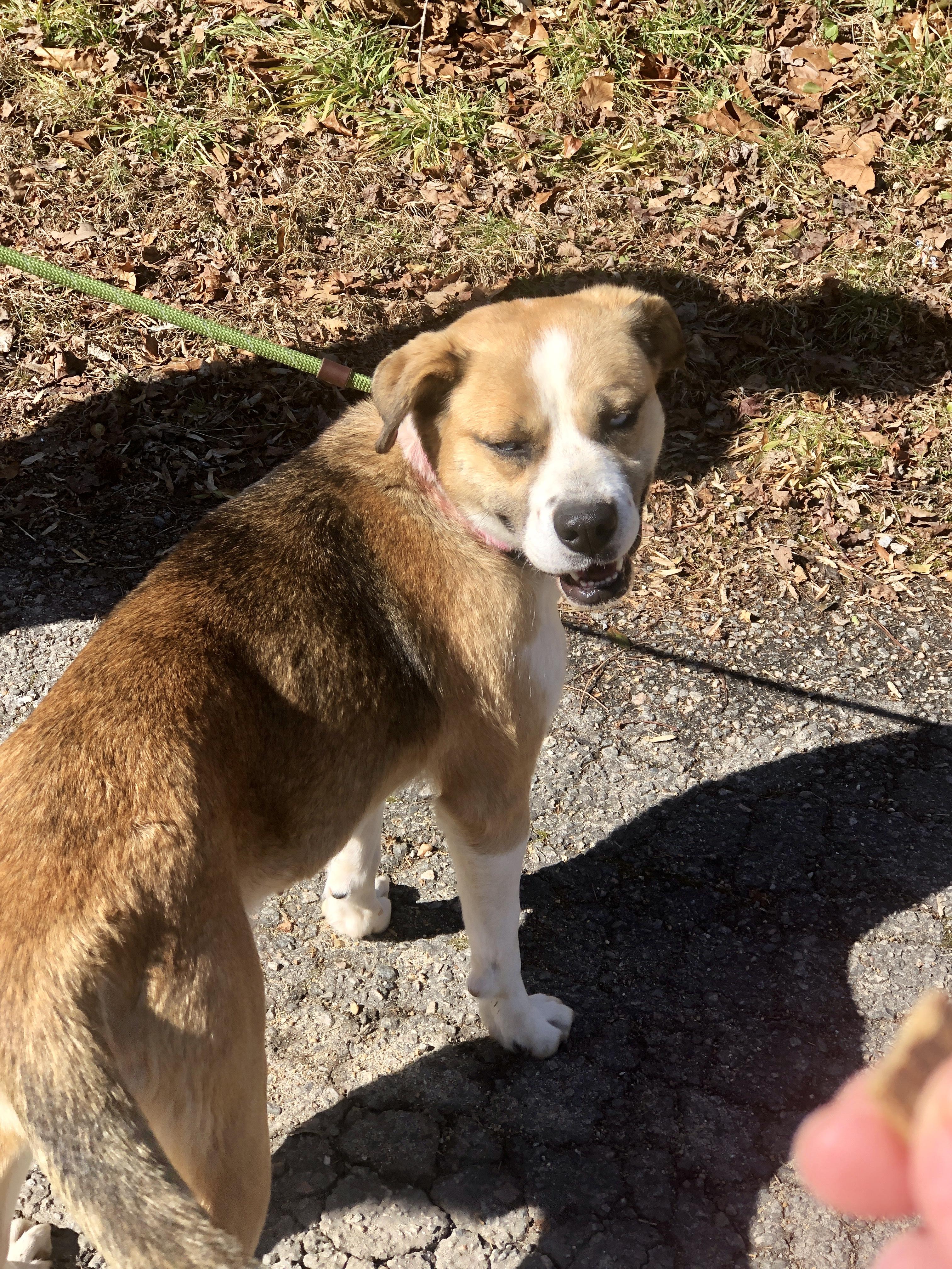 Enlarge Aurora, an adopted mixed breed in Petersburg, VA image 5/6