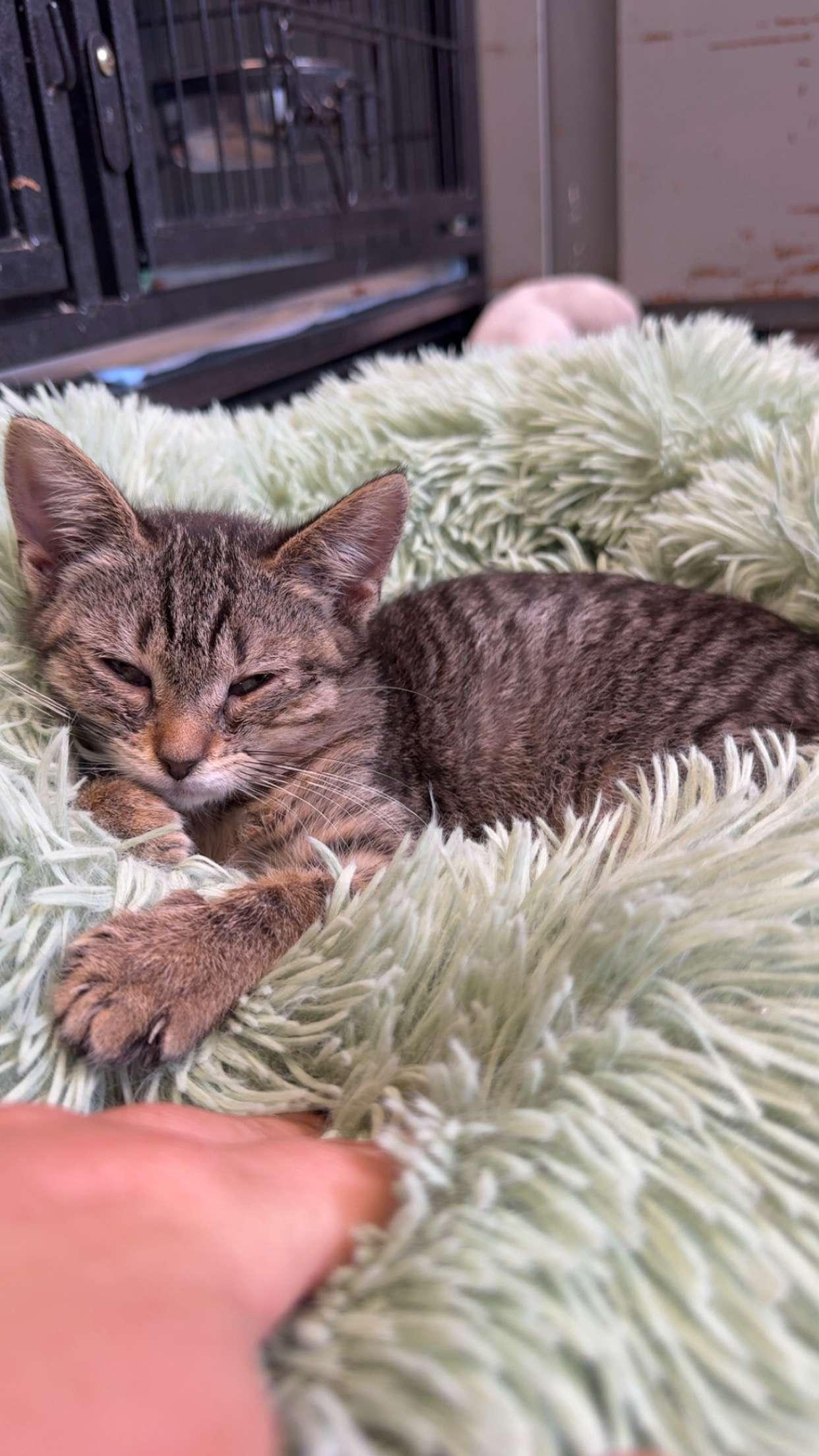 Enlarge Kit, a Adoptable Domestic Short Hair in Hermitage, PA image 1/6