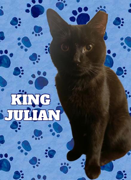 Enlarge KING JULIAN, an adoptable mixed breed in Hamilton, NJ image 4/5