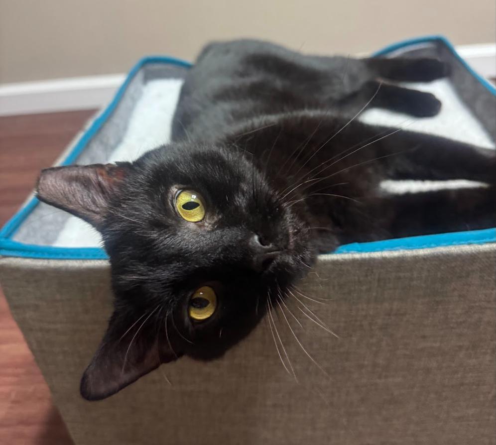 KING JULIAN, adoptable, Young Male Bombay & Domestic Short Hair.