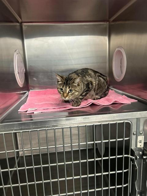 MAKO, Adoptable, Young Female Domestic Short Hair.