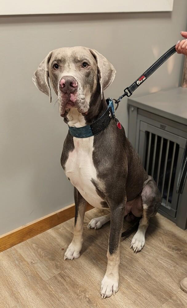 Enlarge Duke, a Adoptable Great Dane in Frankfort, NY image 2/3