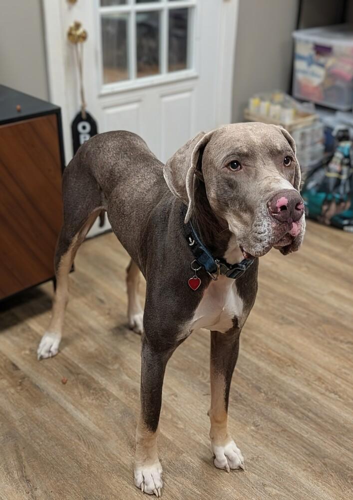 Enlarge Duke, a Adoptable Great Dane in Frankfort, NY image 3/3