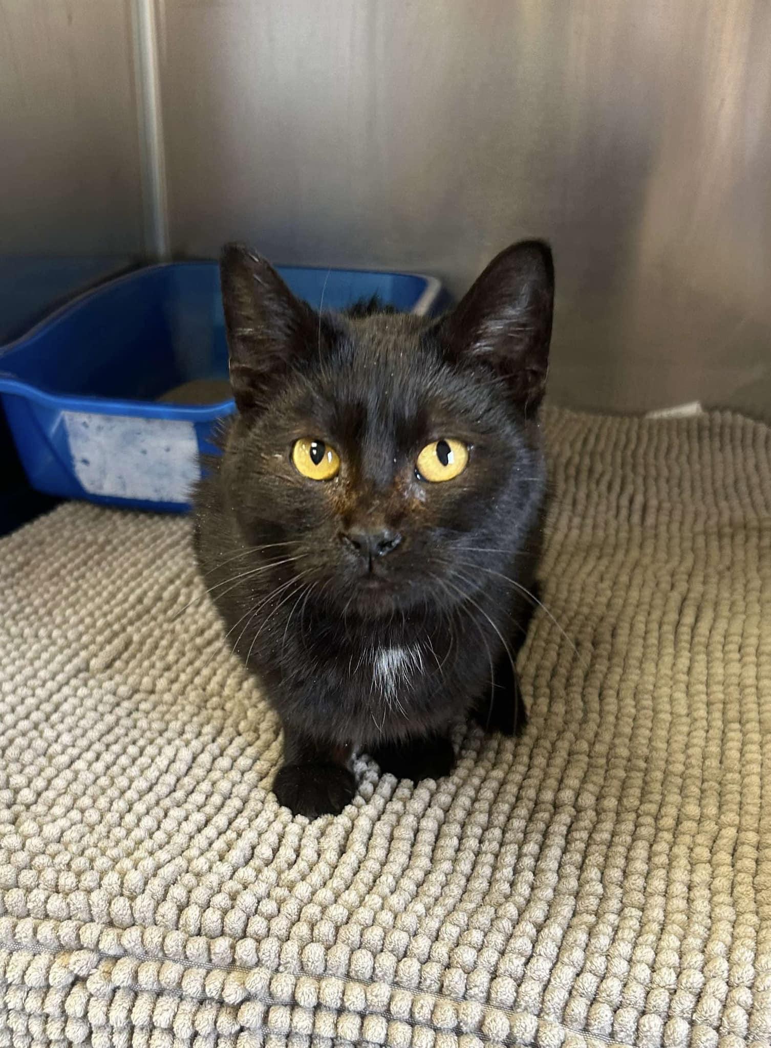 Vada / Truman, an adoptable mixed breed in Maryville, MO image 4/5