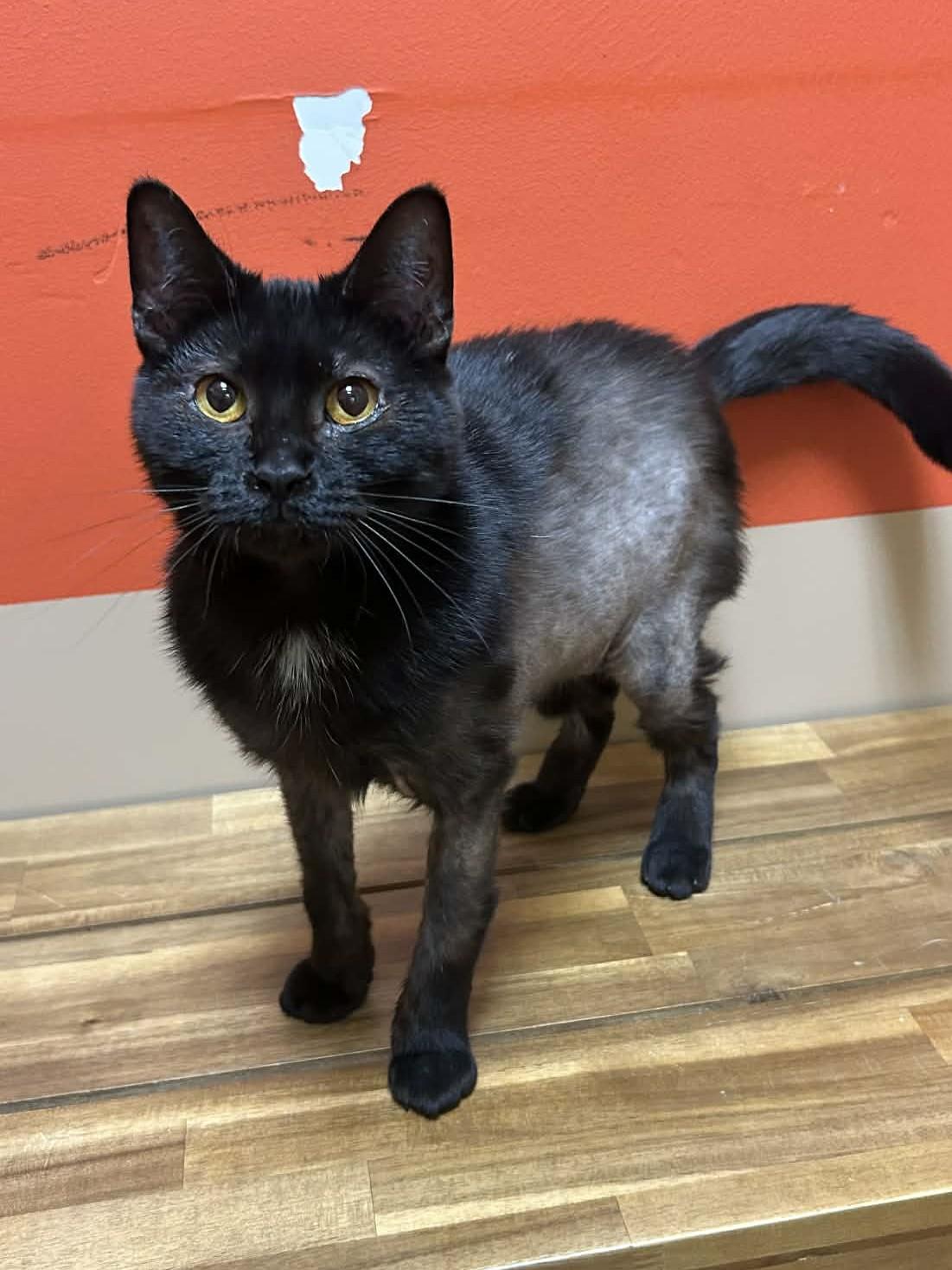 Vada / Truman, an adoptable mixed breed in Maryville, MO image 2/5