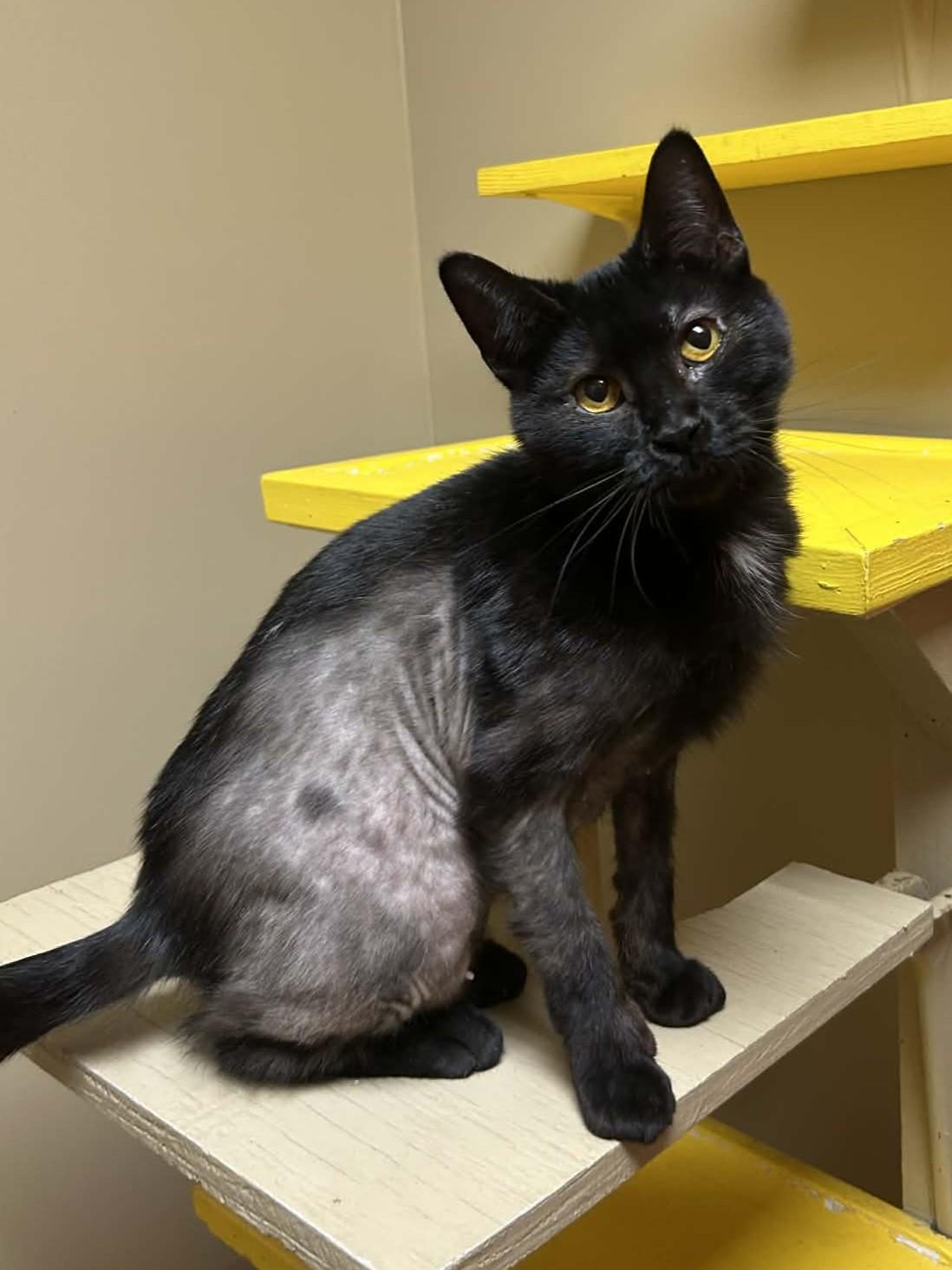 Vada / Truman, adoptable, Adult Female Domestic Short Hair.