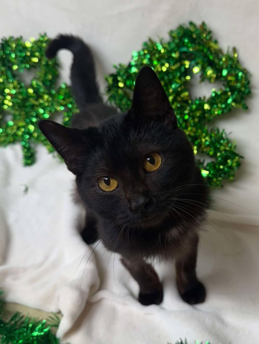 Vada / Truman, an adoptable mixed breed in Maryville, MO image 3/5