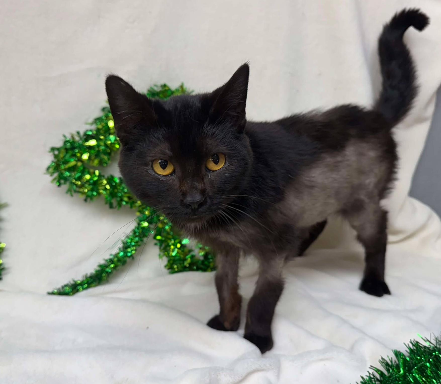 Vada / Truman, an adoptable mixed breed in Maryville, MO image 5/5