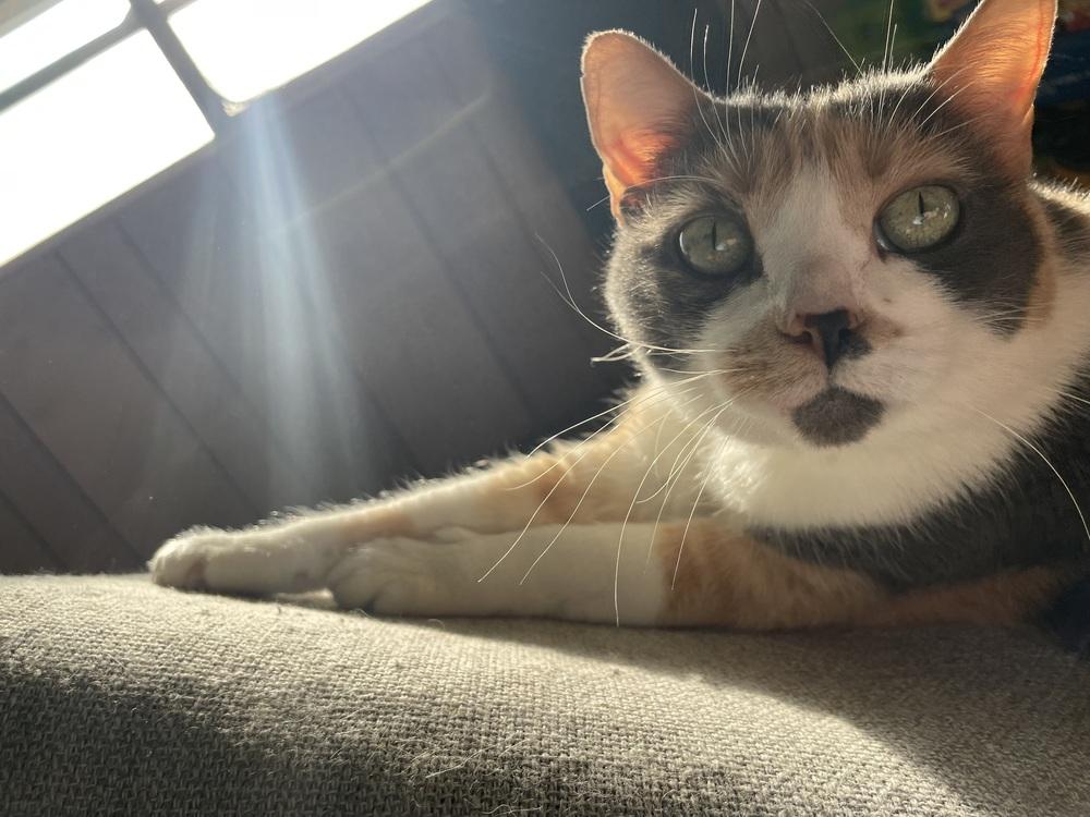 Enlarge Callista, a Adoptable mixed breed in tucson, AZ image 2/5