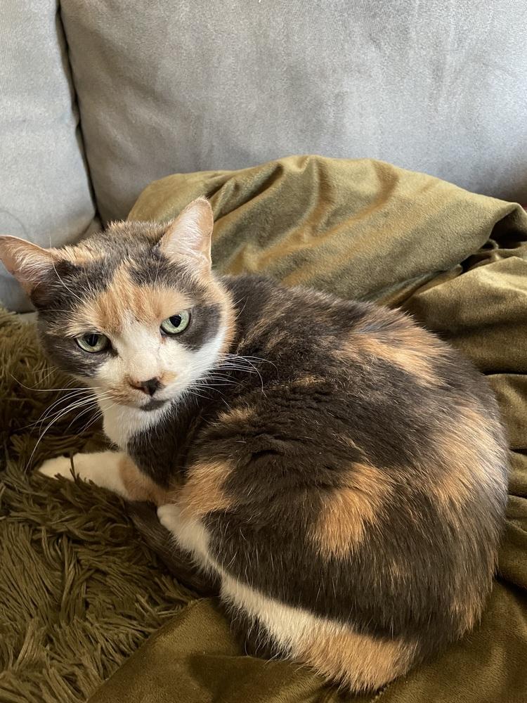 Enlarge Callista, a Adoptable mixed breed in tucson, AZ image 3/5