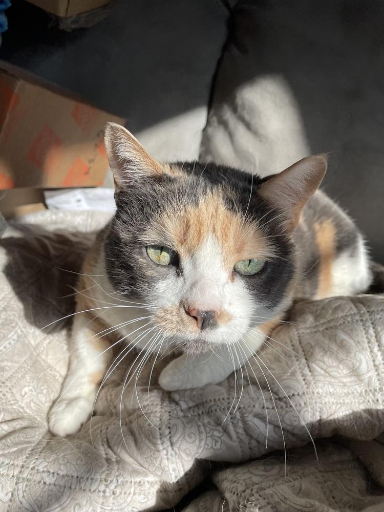 Enlarge Callista, a Adoptable mixed breed in tucson, AZ image 4/5