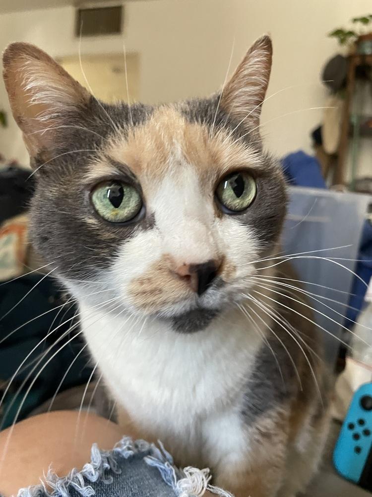 Enlarge Callista, a Adoptable mixed breed in tucson, AZ image 5/5