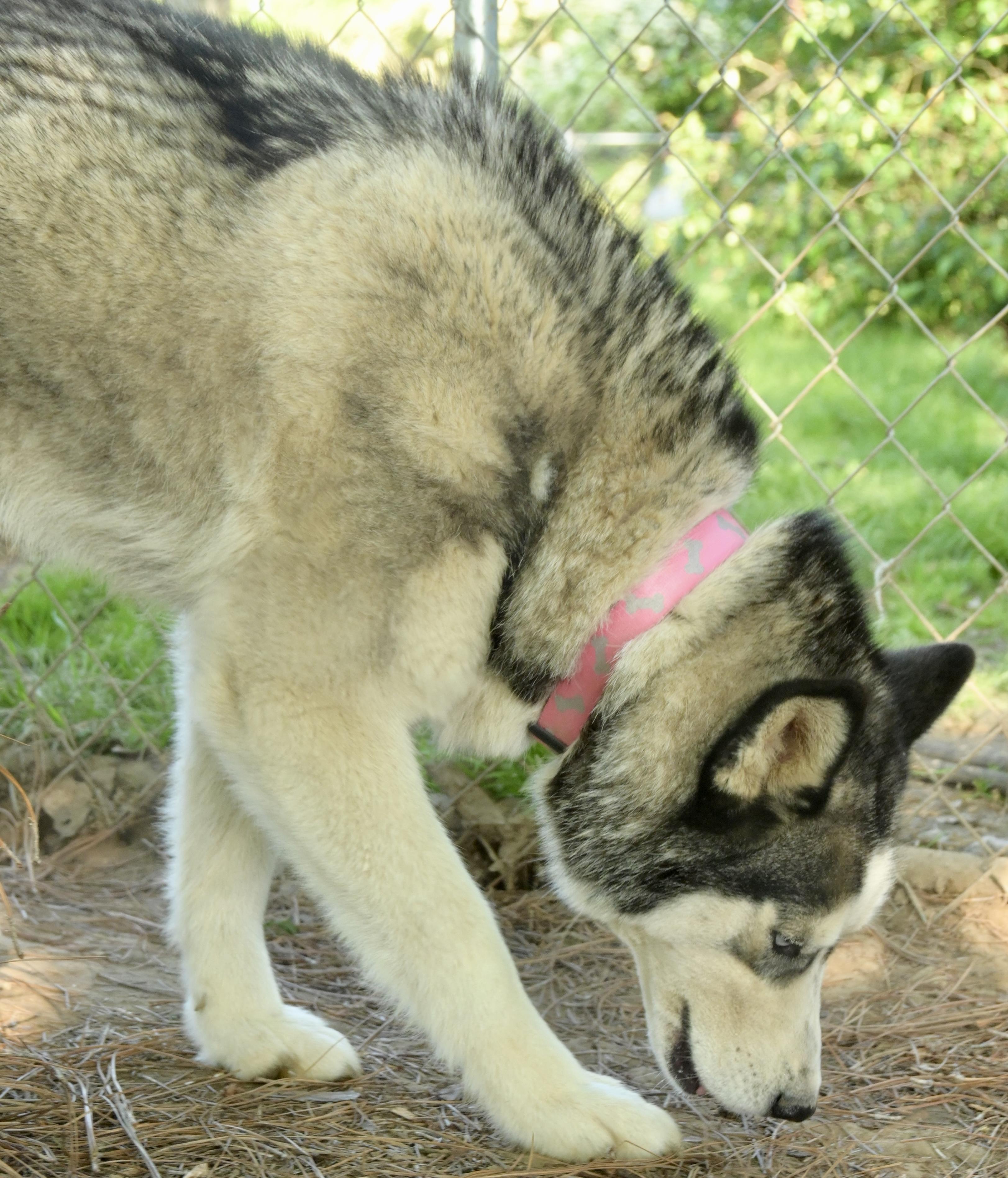 Trace photo 5