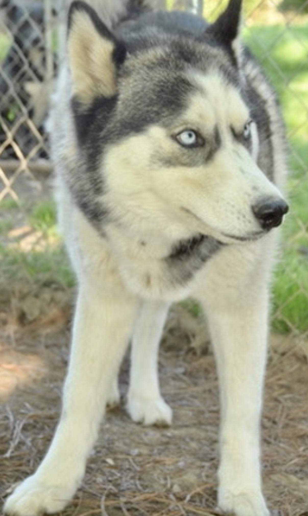 Trace, Young Female Siberian Husky