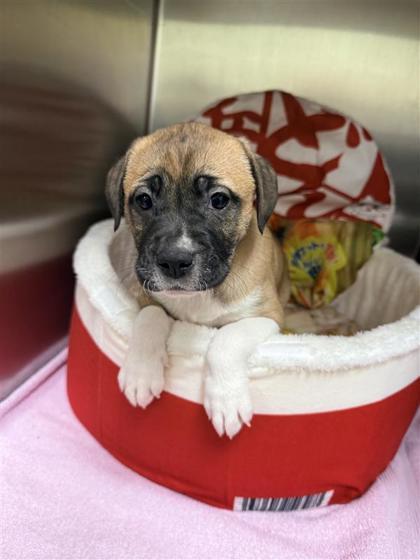 Shrimp, Adoptable, Puppy Female Mixed Breed & Mixed Breed.
