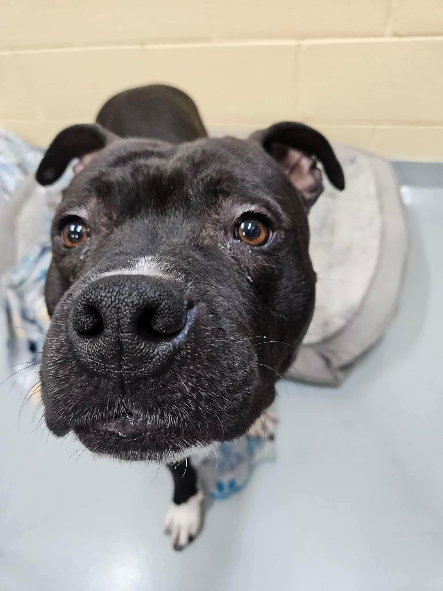 Enlarge Tank, a ADOPTABLE Pit Bull Terrier in Culpeper, VA image 3/4