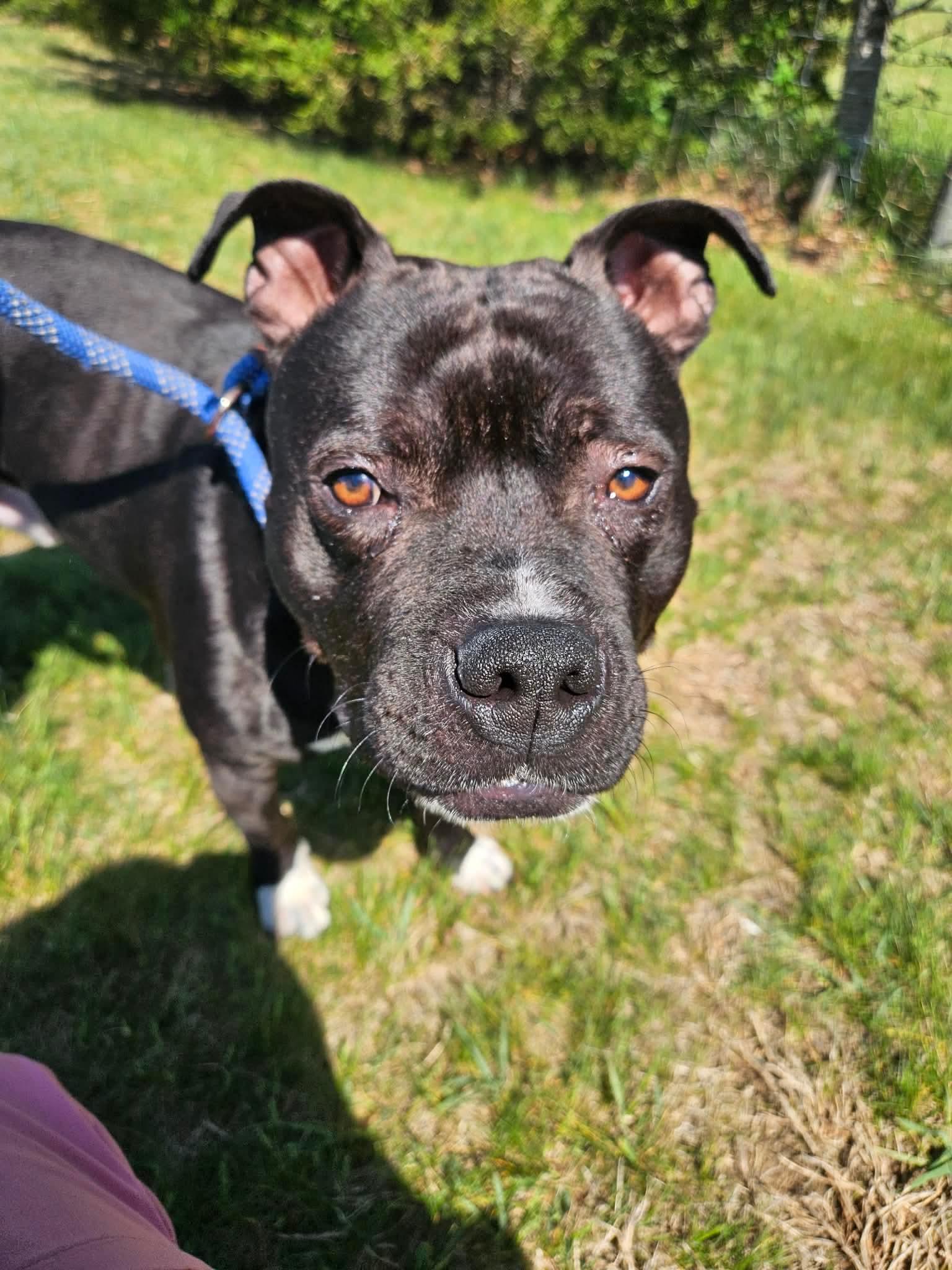 Enlarge Tank, a ADOPTABLE Pit Bull Terrier in Culpeper, VA image 2/4