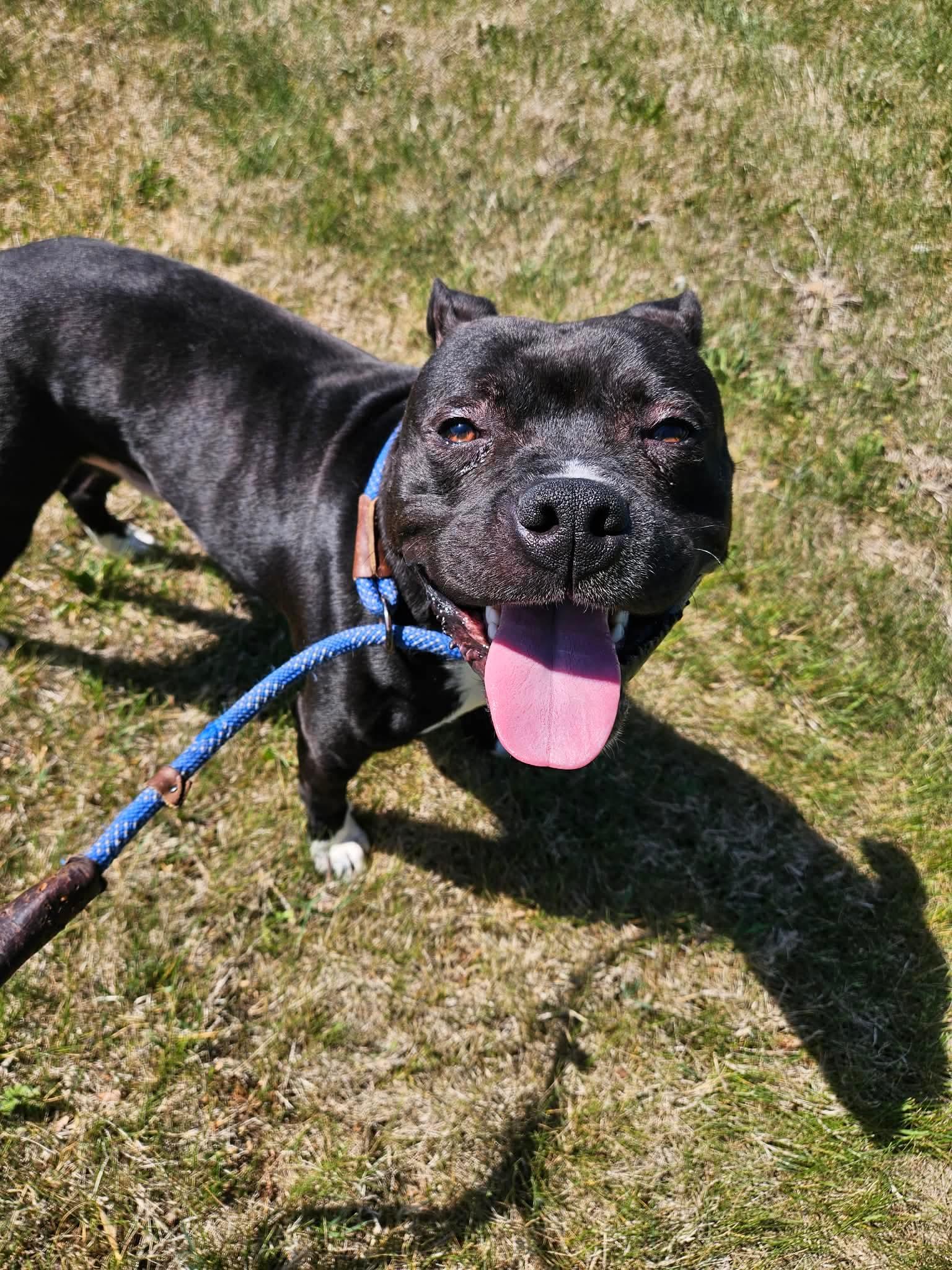 Enlarge Tank, a ADOPTABLE Pit Bull Terrier in Culpeper, VA image 4/4