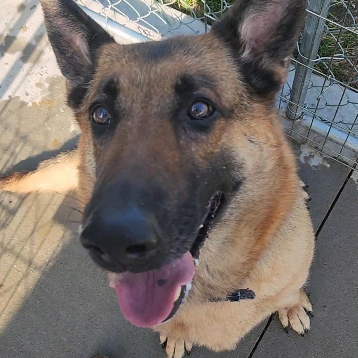 Maya, a ADOPTABLE German Shepherd Dog in Tama, IA image 2/2