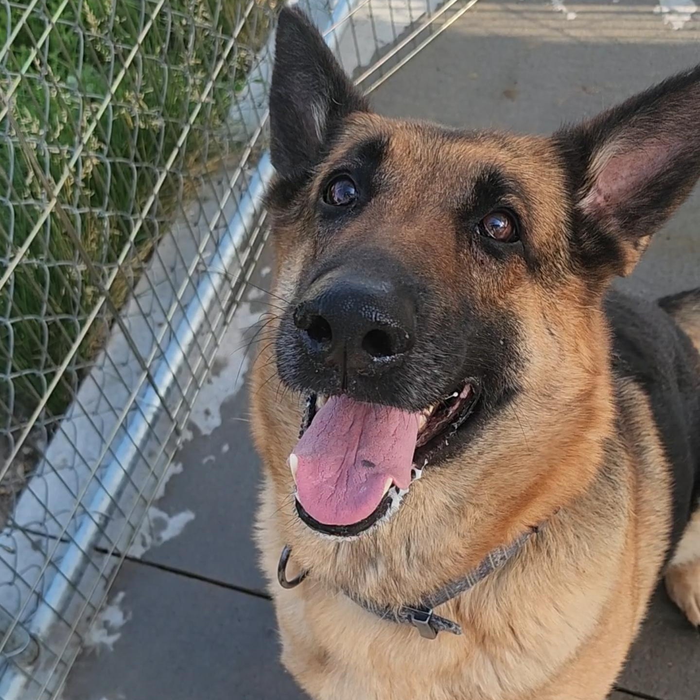 Maya, ADOPTABLE, Adult Female German Shepherd Dog.