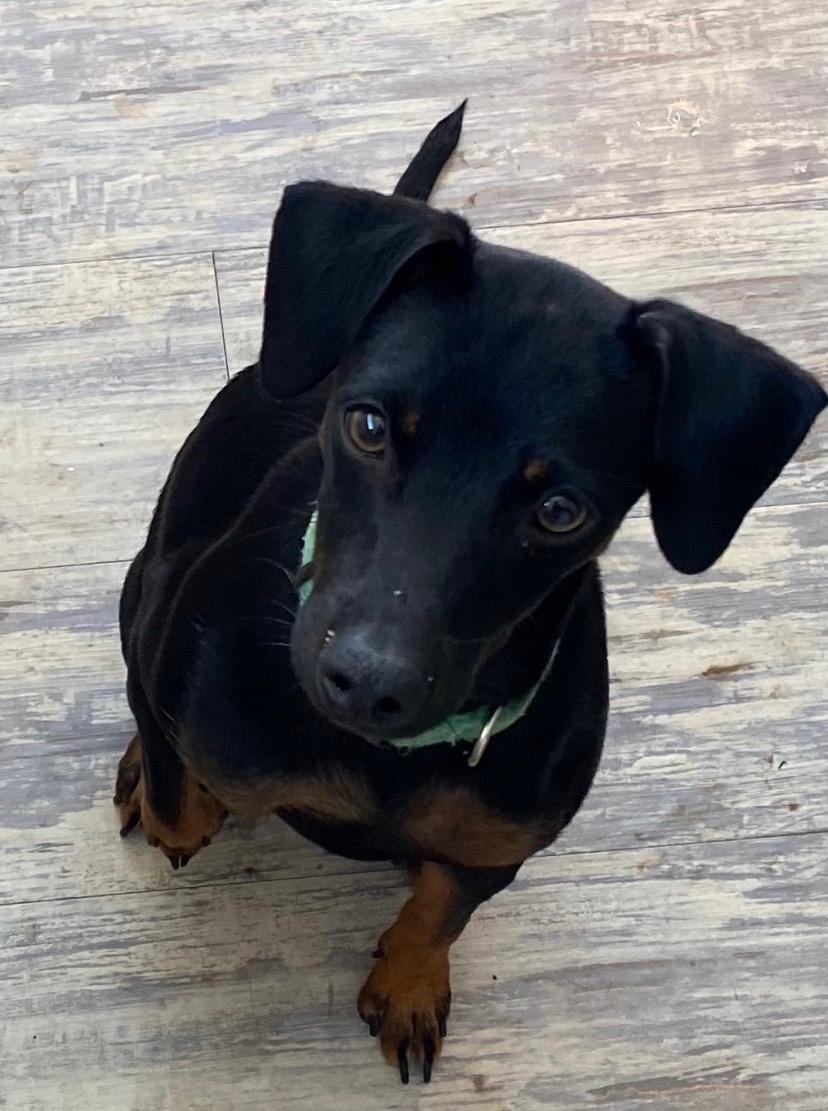 Gigi, ADOPTABLE, Young Female Mixed Breed.