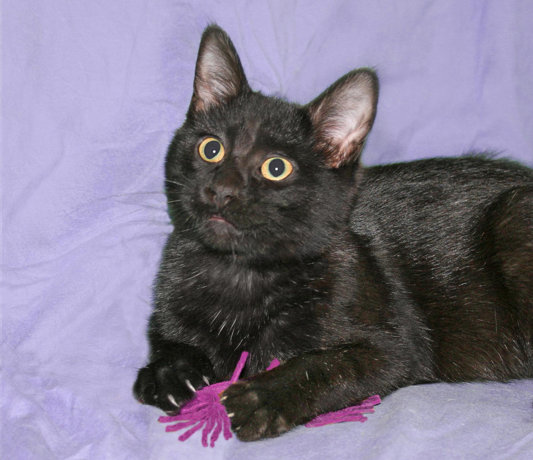 Lyric, Adoptable, Kitten Female Domestic Short Hair.
