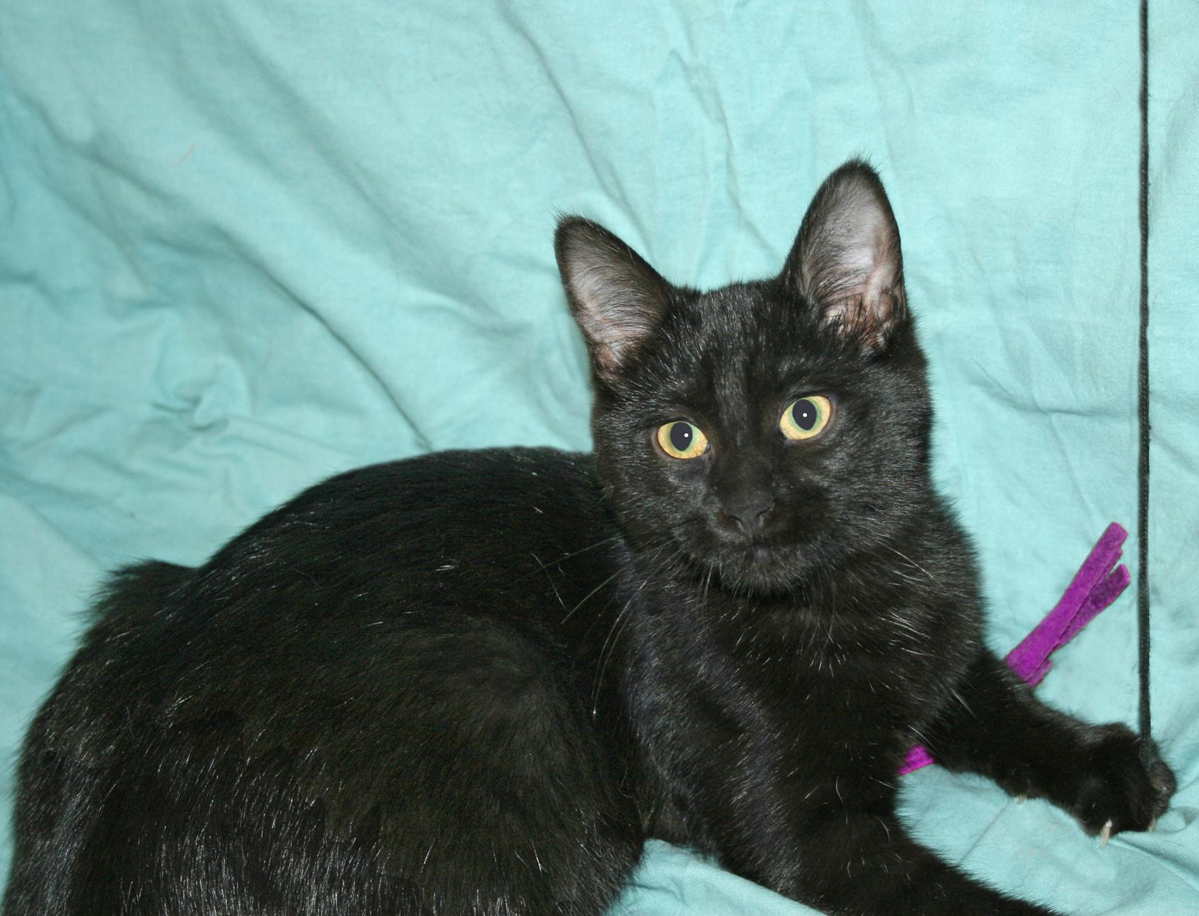 Lyric, a Adoptable Domestic Short Hair in Victoria, MN image 2/4