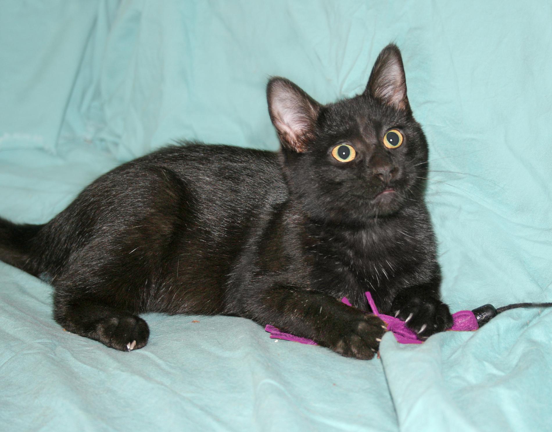 Lyric, a Adoptable Domestic Short Hair in Victoria, MN image 3/4