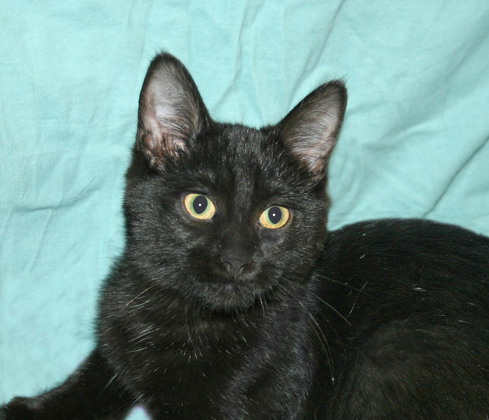 Lyric, a Adoptable Domestic Short Hair in Victoria, MN image 4/4