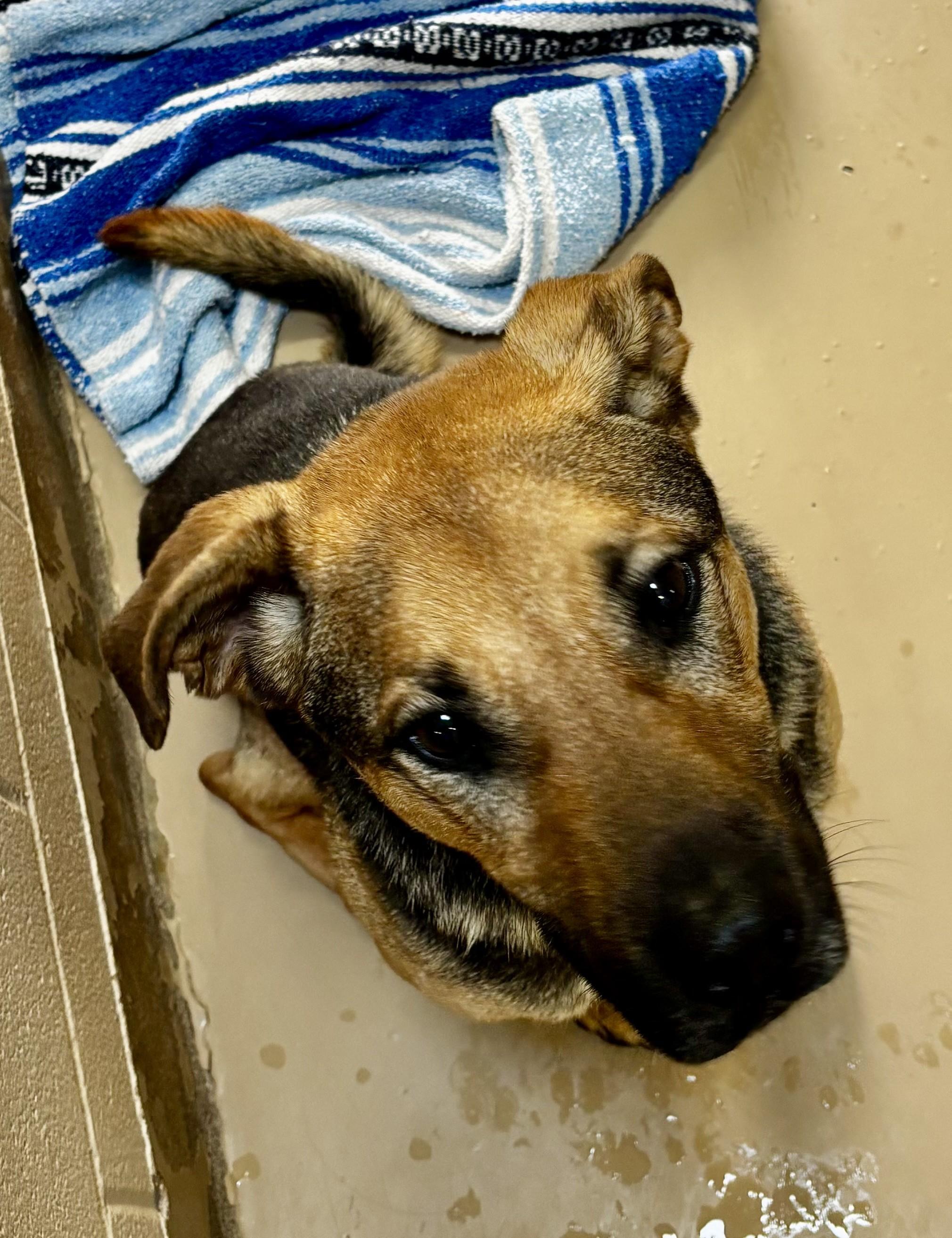 Buster, adopted, Adult Male Shepherd.