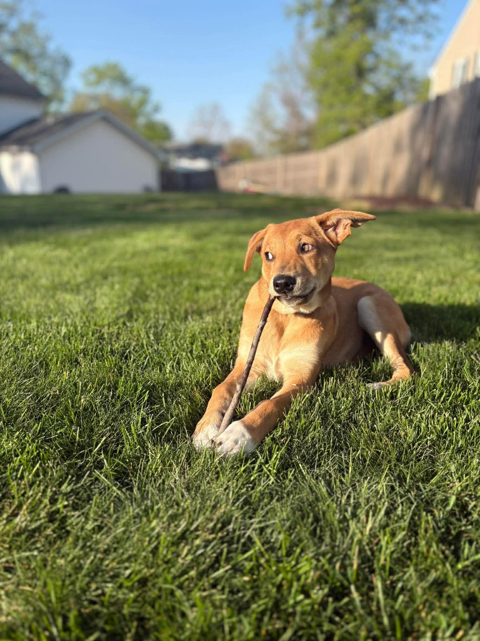 Enlarge Emmy, a ADOPTABLE mixed breed in Hatfield, PA image 4/5