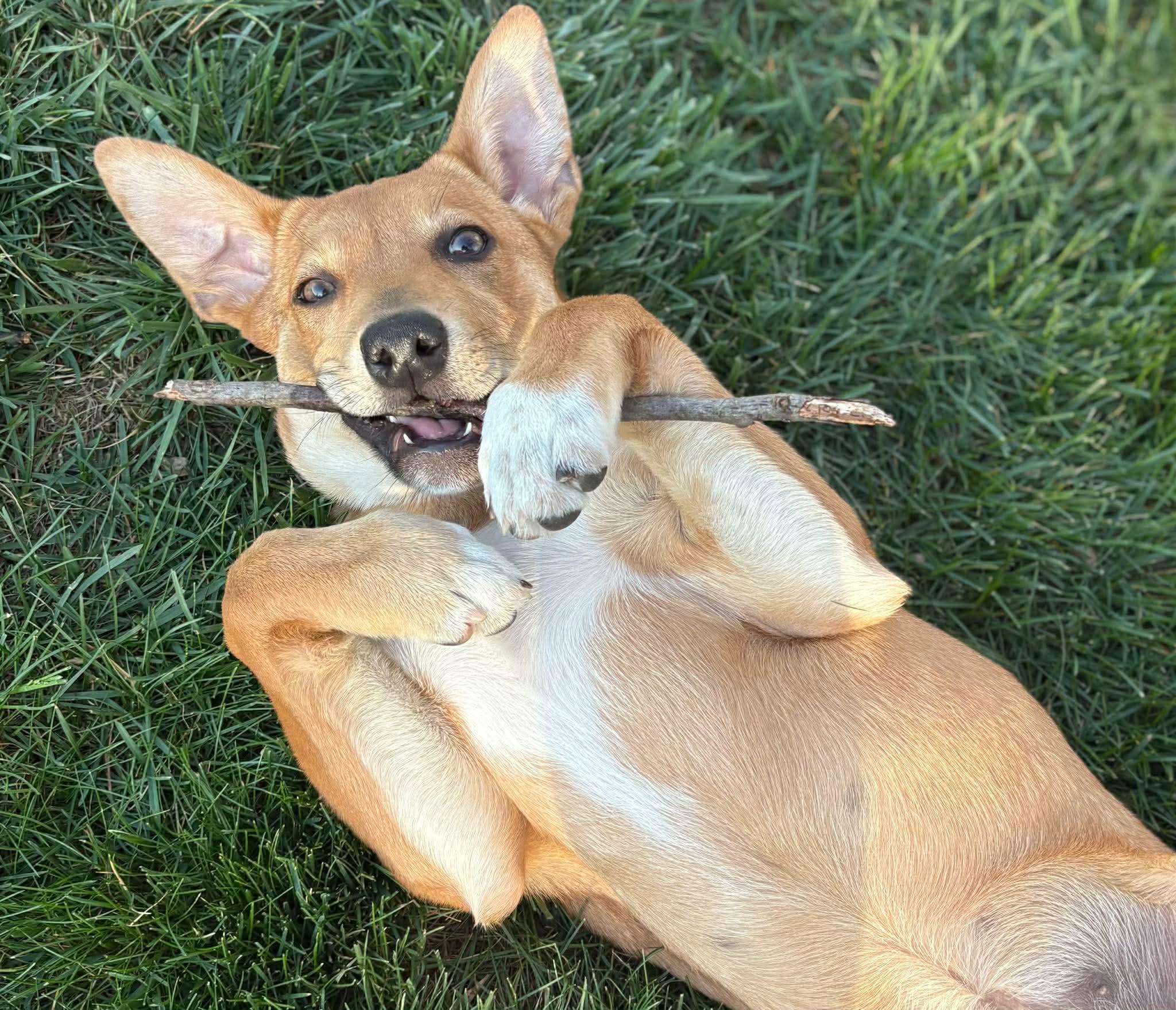 Enlarge Emmy, a ADOPTABLE mixed breed in Hatfield, PA image 2/5