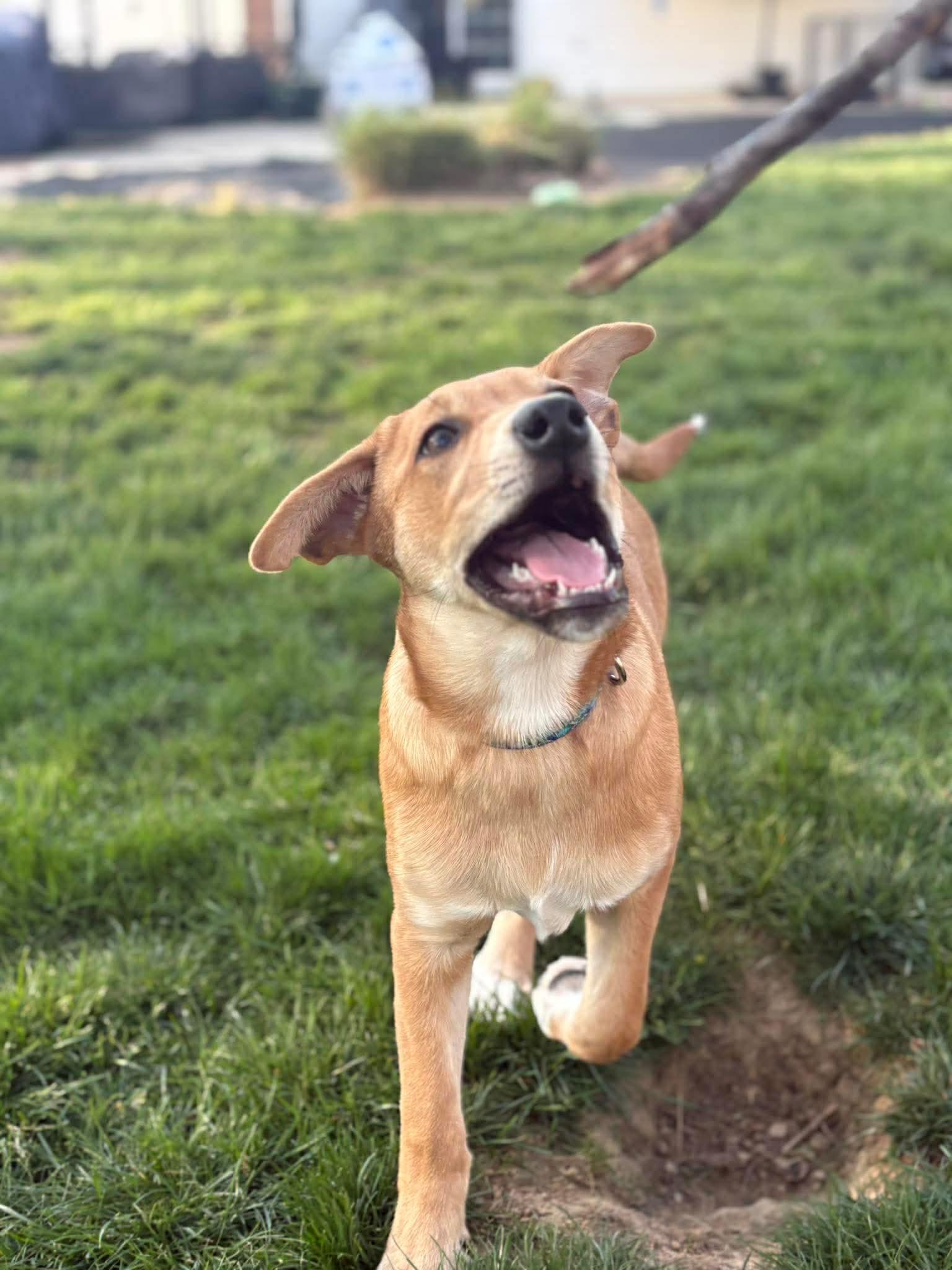 Enlarge Emmy, a ADOPTABLE mixed breed in Hatfield, PA image 5/5
