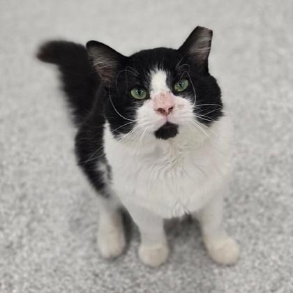 Enlarge Spaghetti Western, a Adoptable mixed breed in Wheaton, IL image 1/1