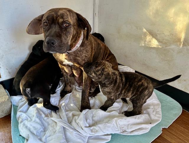 Putter, Adopted, Puppy Male Mountain Cur & American Bulldog.