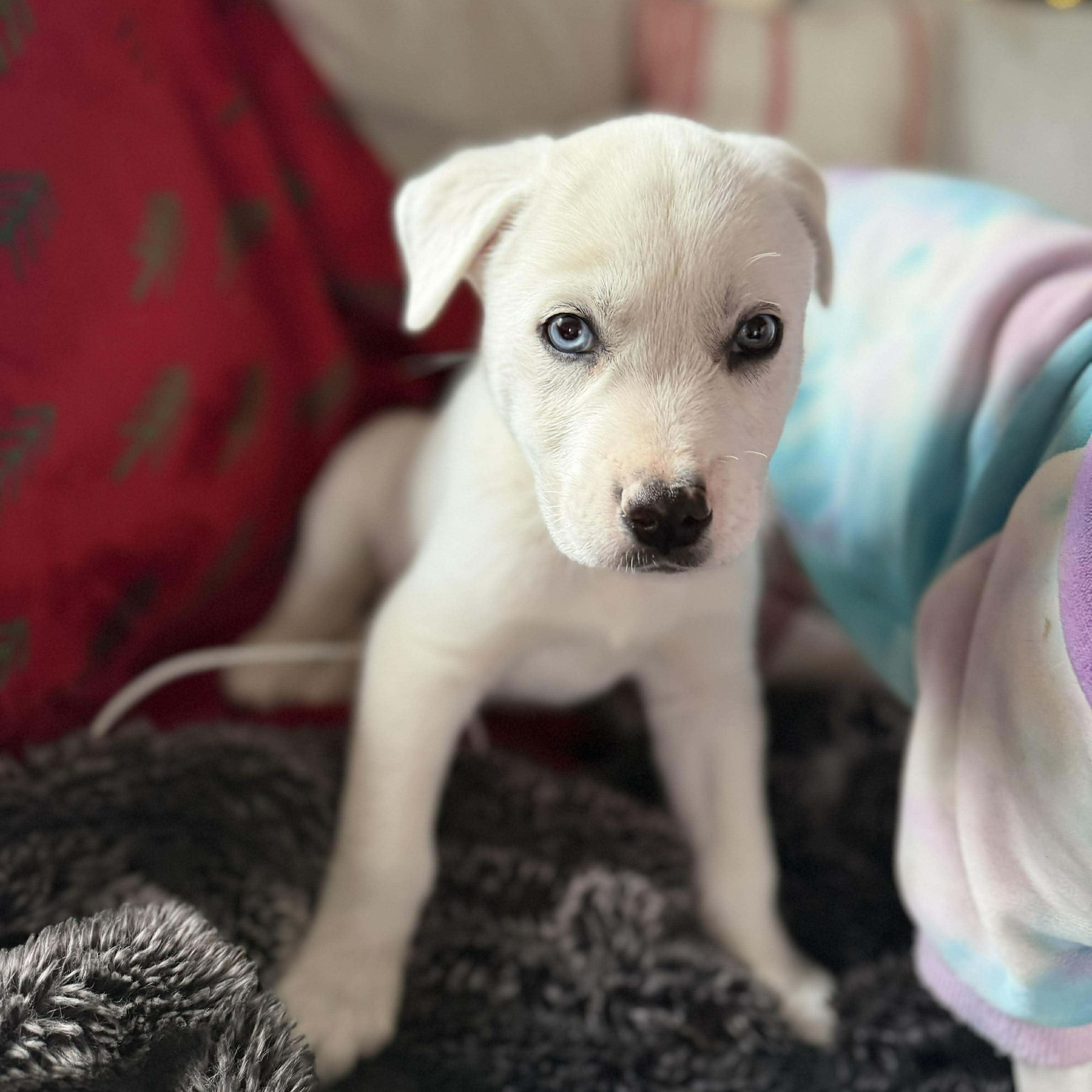 Enlarge Balto, a ADOPTABLE mixed breed in North Chili, NY image 2/6