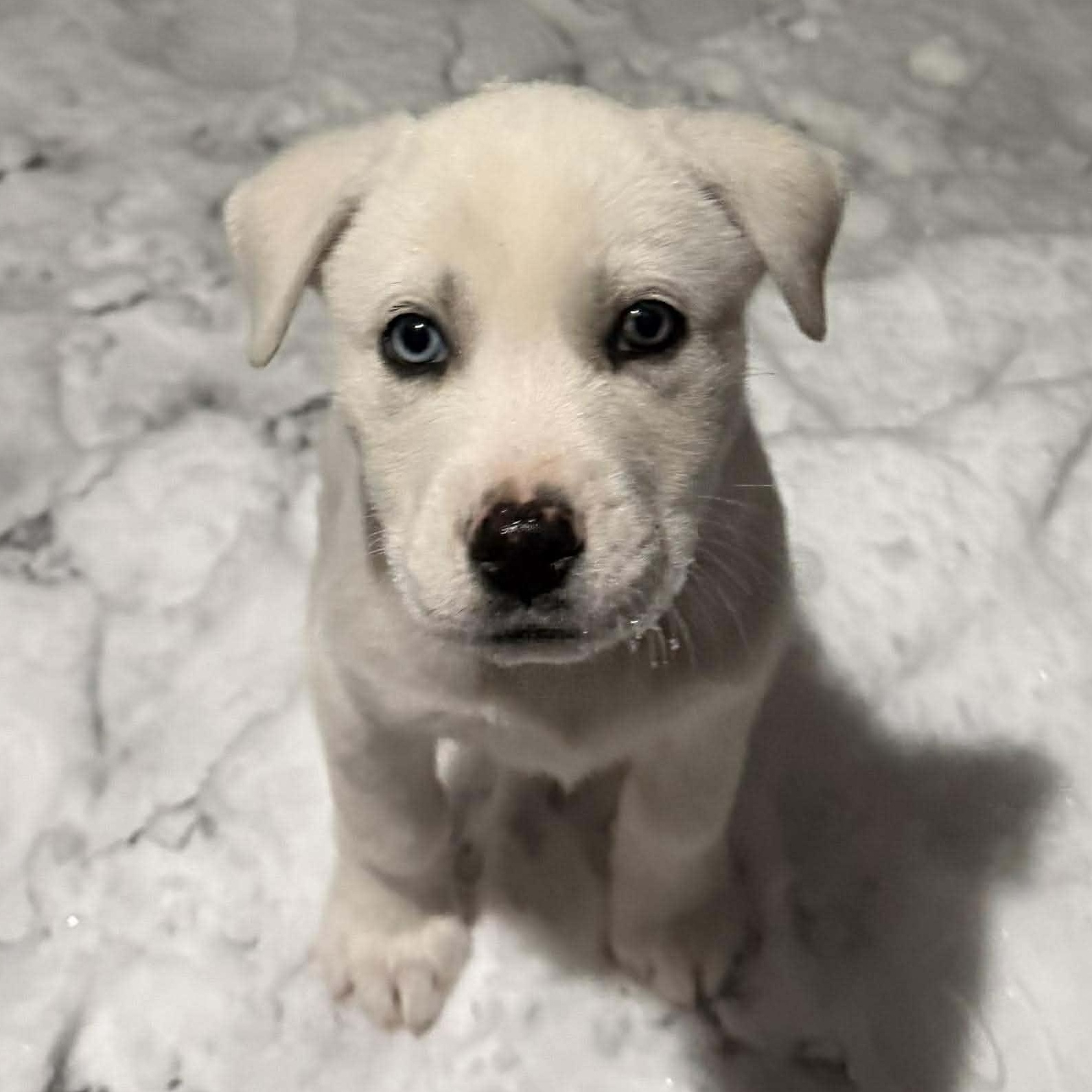 Enlarge Balto, a ADOPTABLE mixed breed in North Chili, NY image 5/6