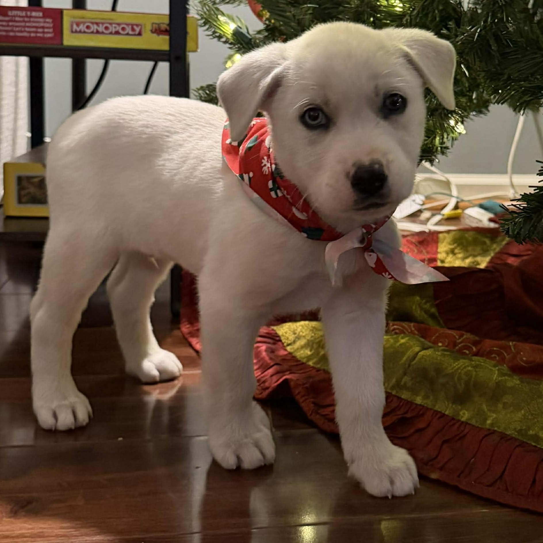 Enlarge Balto, a ADOPTABLE mixed breed in North Chili, NY image 3/6