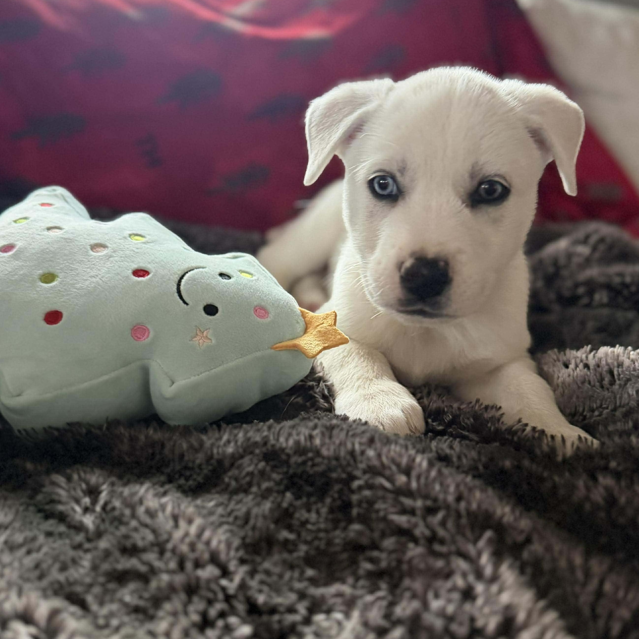 Balto, ADOPTABLE, Young Male Mixed Breed & Husky.