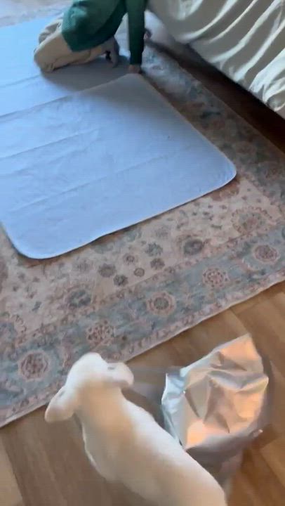 Enlarge Balto, a ADOPTABLE mixed breed in North Chili, NY video 6/6