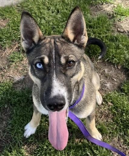 Enlarge Raspberry, a Adoptable mixed breed in San Pedro, CA image 3/3