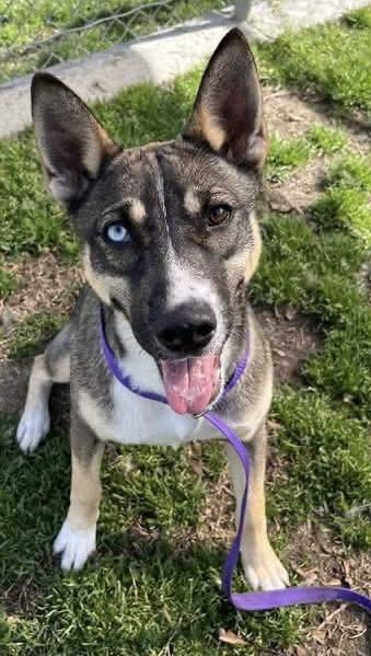 Enlarge Raspberry, a Adoptable mixed breed in San Pedro, CA image 2/3