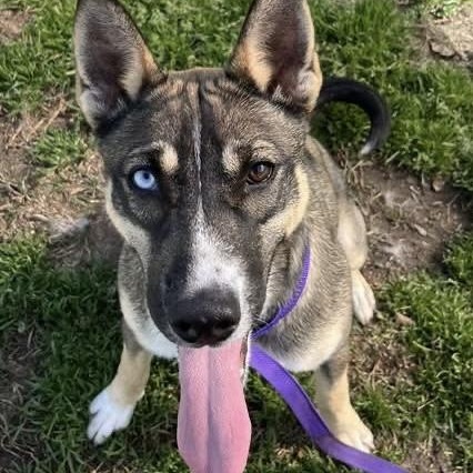 Raspberry, Adoptable, Young Female German Shepherd Dog & Siberian Husky.