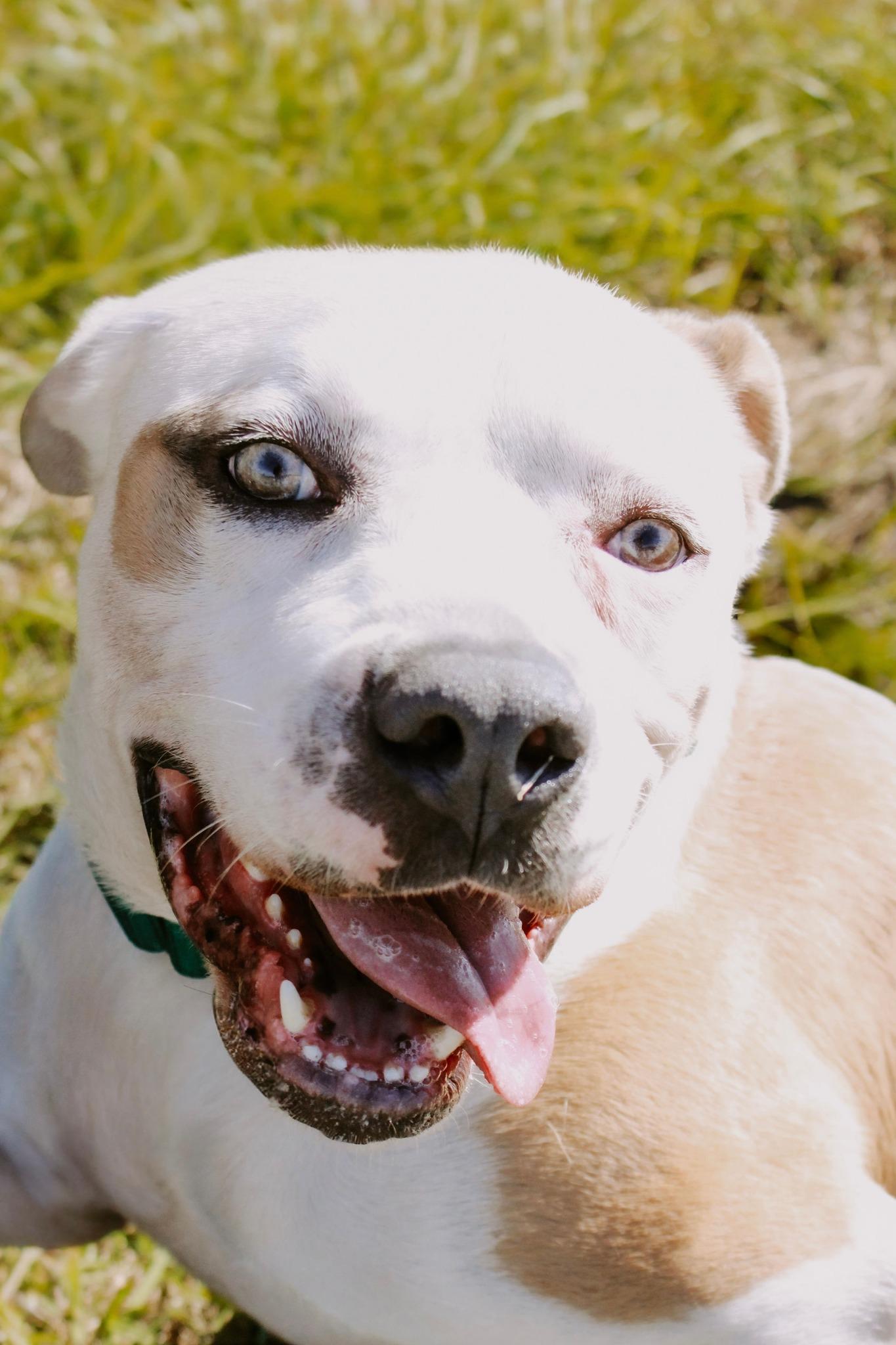 Butch, an adopted Mixed Breed in Mullins, SC image 1/5