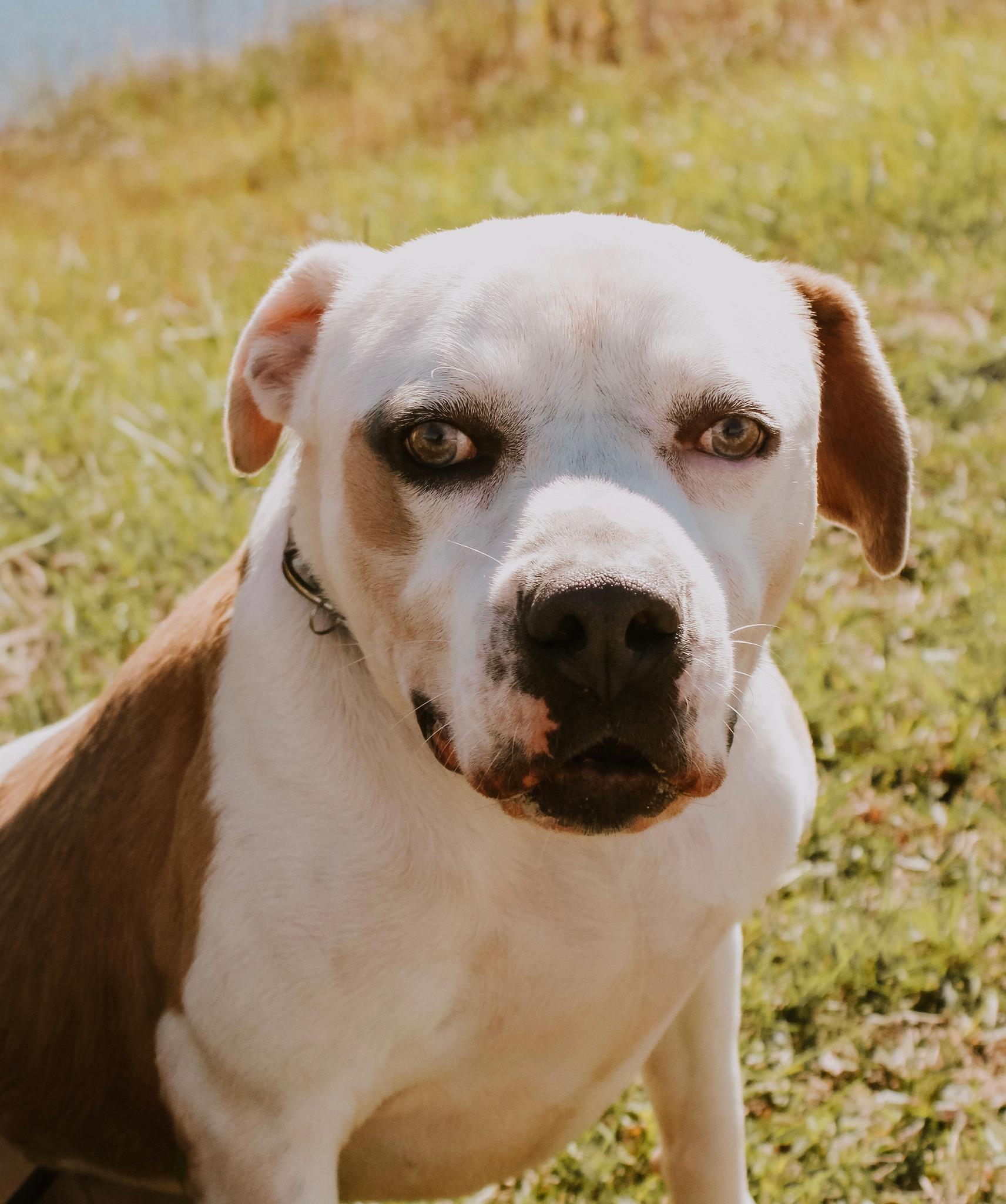 Butch, an adopted Mixed Breed in Mullins, SC image 5/5