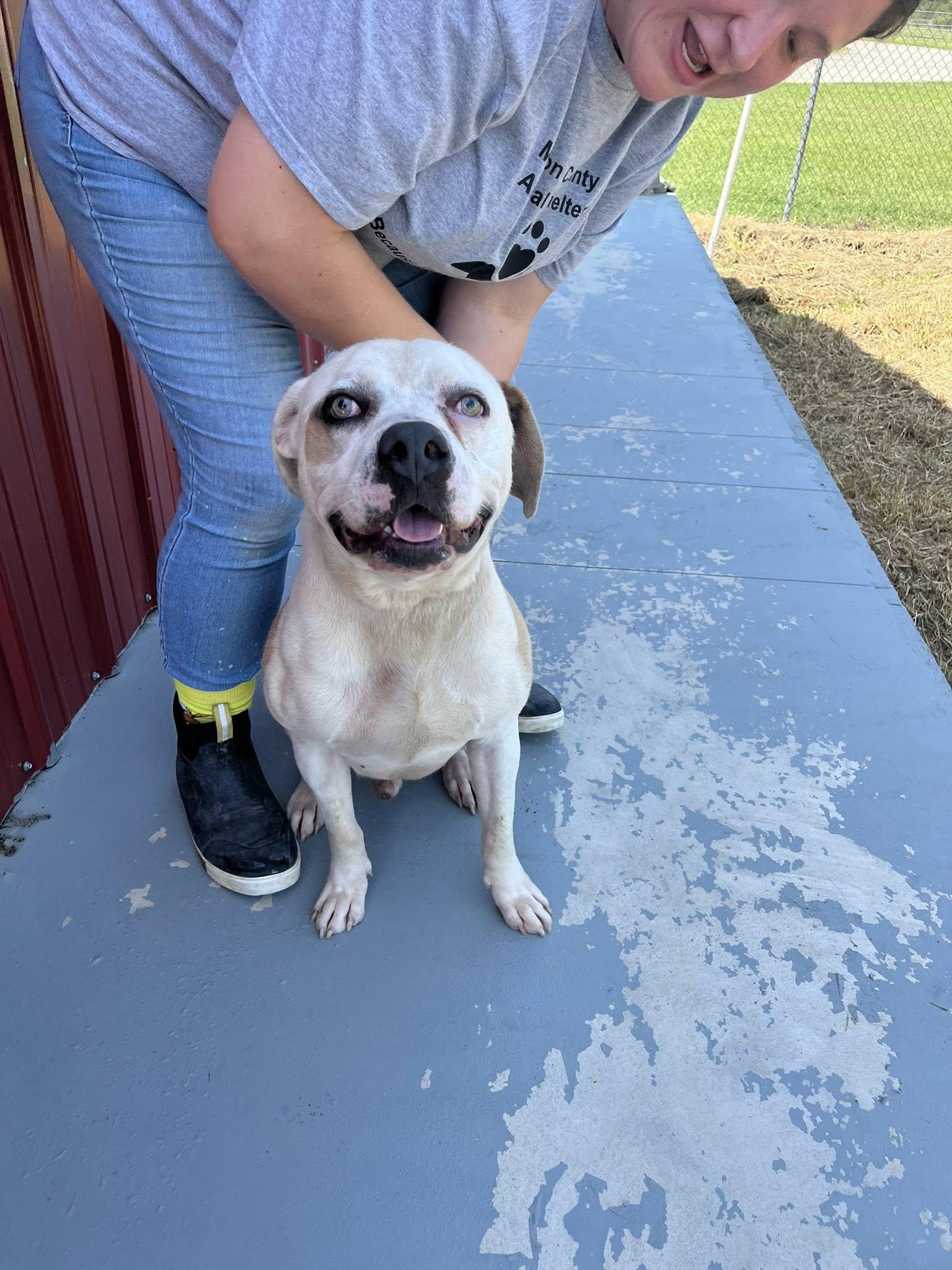 Butch, an adopted Mixed Breed in Mullins, SC image 2/5