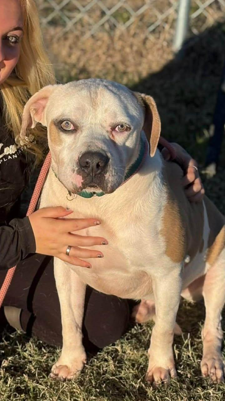 Butch, an adopted Mixed Breed in Mullins, SC image 3/5