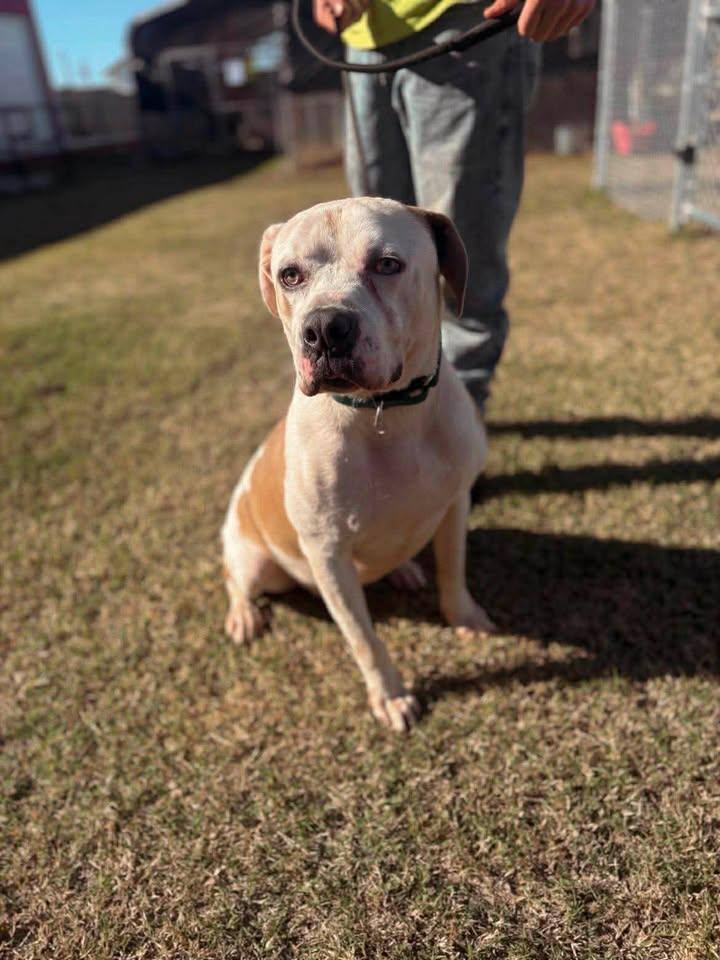 Butch, an adopted Mixed Breed in Mullins, SC image 4/5