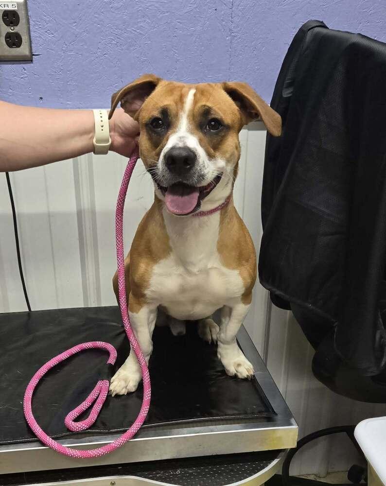 Dodger, Adoptable, Young Male Hound.